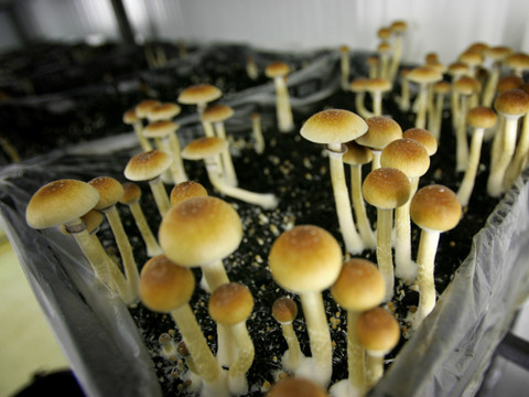 Les champignons et la méditation sont bons contre la dépression