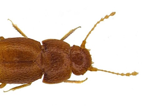Un coléoptère nommé Greta
