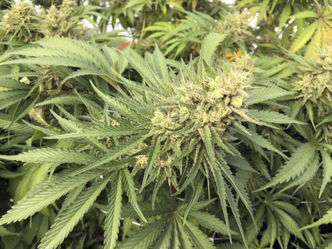 Cannabis: pas de preuve d'efficacité contre les troubles mentaux