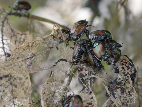 Plusieurs exemplaires de scarabée japonais trouvés au Tessin