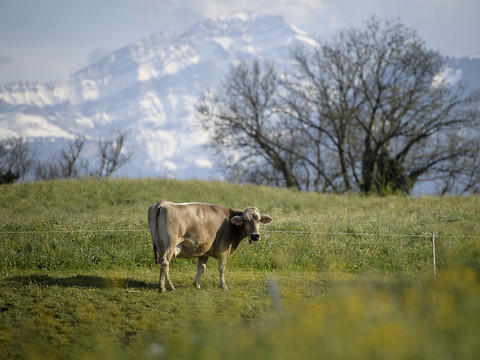 Allemagne: un tiers d'espèces d'insectes en moins en dix ans