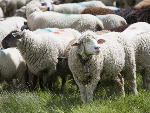 Mauvais traitements: un éleveur de moutons condamné à tort