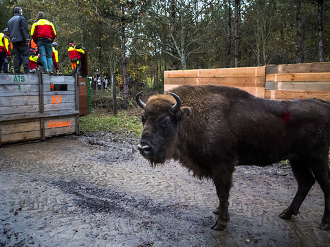 Cinq bisons sont arrivés dans la forêt de Suchy (VD)