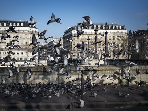 La décoiffante vérité sur les pigeons estropiés