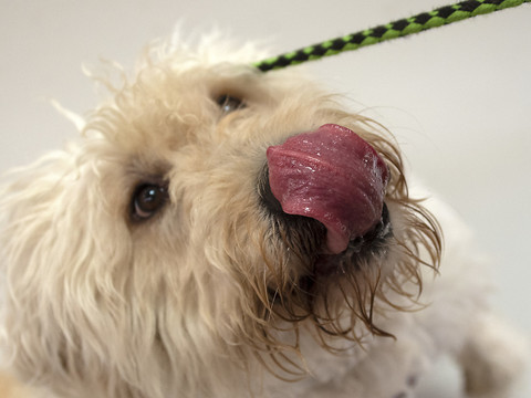 Les procédures pénales liées aux animaux repartent à la hausse