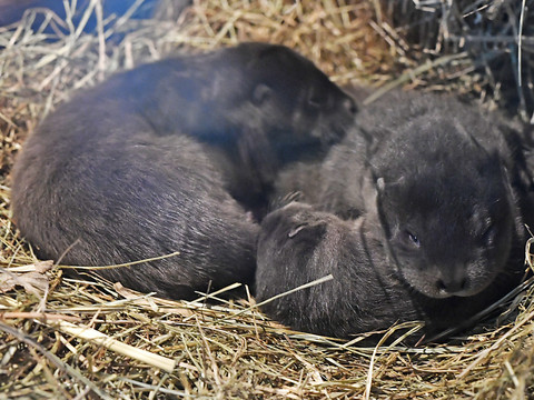 Le zoo de Zurich présente trois petites loutres
