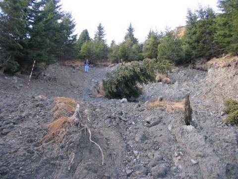 Forêts très denses et chablis moins efficaces contre les coulées