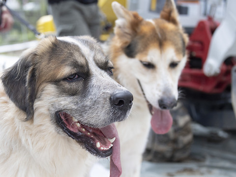 Les recettes de l'impôt sur les chiens ont fortement augmenté