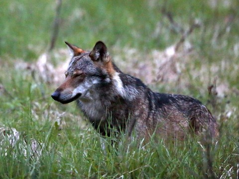 Valais 2019: Dix-huit loups identifiés et 205 animaux de rente tués