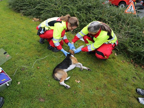 Un chien intoxiqué par la fumée sauvé à Steinhausen (ZG)