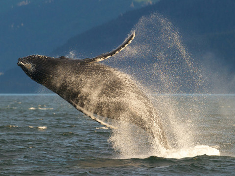 Un guide condamné pour s'être approché trop près d'une baleine