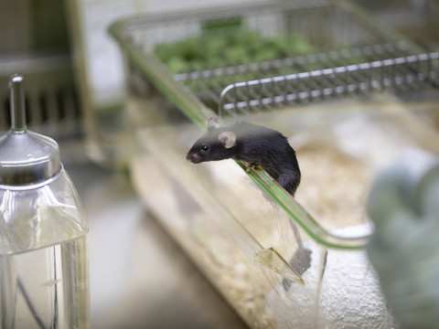 Le gouvernement ne veut pas interdire l'expérimentation animale