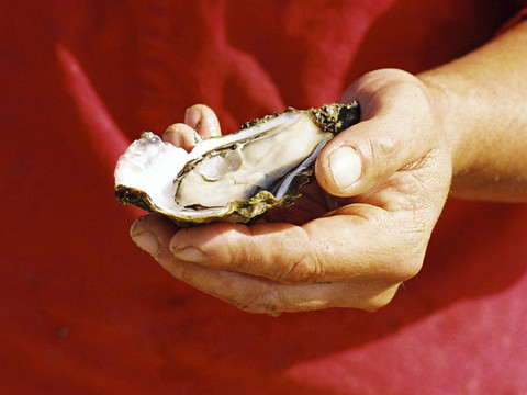 Charente-Maritime: les vols d'huîtres ont quasi quadruplé