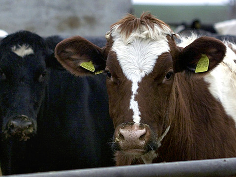 L'origine de la maladie de la vache folle peut-être identifiée