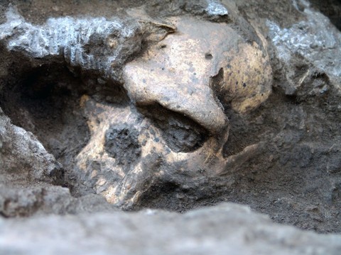 Les derniers Homo erectus se sont éteints il y a 110'000 ans
