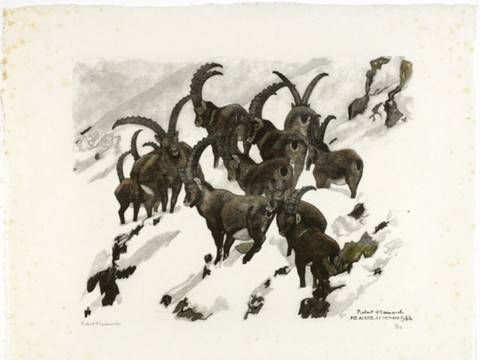 Robert Hainard à l'honneur à la Galerie de la Tine à Troistorrents