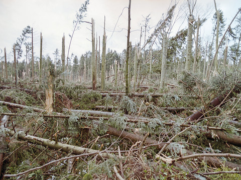La forêt désormais plus résistante face aux éléments naturels