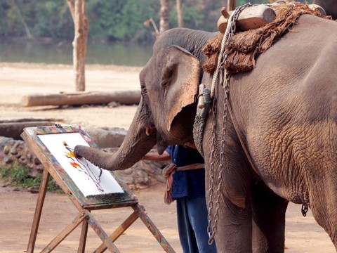Le sombre envers du décor pour les éléphants à touristes