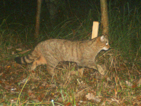 Grande Cariçaie: une étude pour repérer les chats sauvages