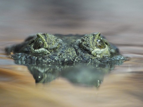 Un crocodile mord sa soigneuse au zoo de Zurich: le reptile abattu