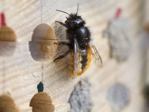 La Suisse, mauvaise élève de la biodiversité