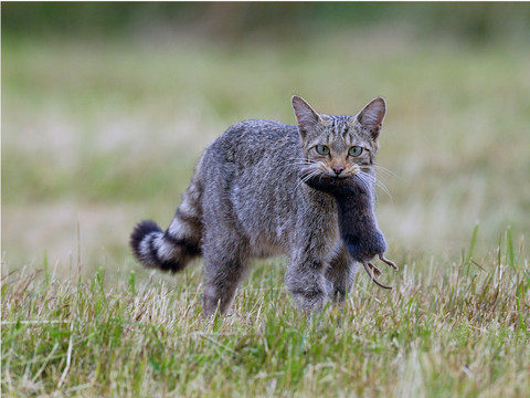 Le chat sauvage européen est l'animal de l'année 2020