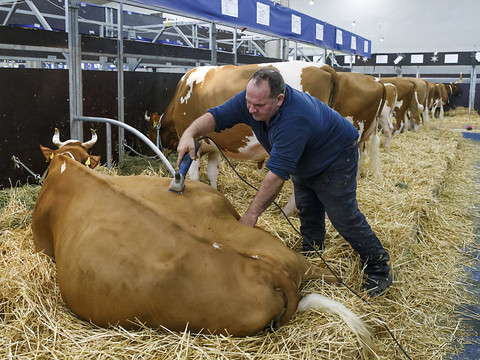 Un millier de vaches présentées à Palexpo à Genève pour Swiss Expo