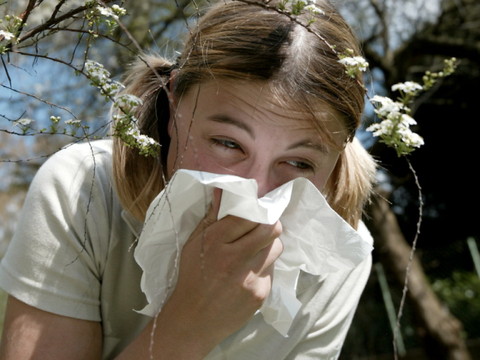 Du pollen au lieu de la neige: le noisetier fleurit déjà localement