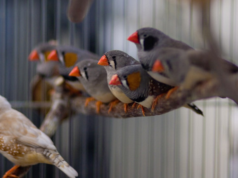 Chez le mandarin, le sommeil optimise l'apprentissage du chant