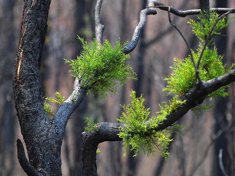 La pluie tombe enfin sur les incendies qui sévissent en Australie