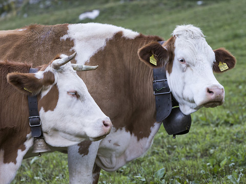 OFAG: les vaches suisses broutaient de l'herbe française