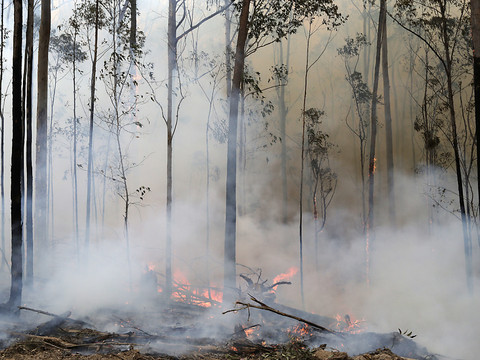 Des espèces menacées durement frappées par le feu en Australie