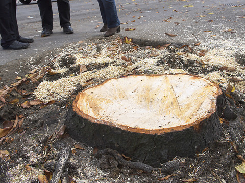 Genève: des mesures pour revaloriser les arbres