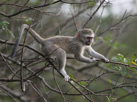 Comme les humains, les singes copient leurs leaders