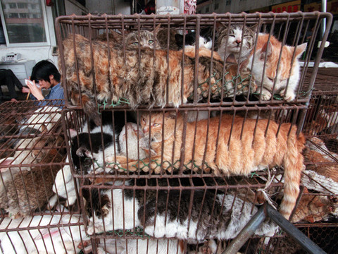 Virus chinois: commerce d'animaux sauvages temporairement interdit