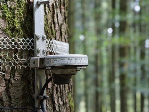 L’excès d’azote ralentit la croissance des arbres en Europe