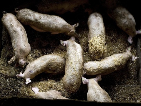 Le Conseil fédéral veut mieux protéger la dignité animale