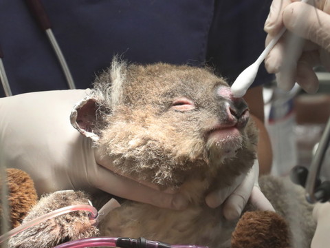 Des dizaines de koalas morts après la destruction d'une plantation