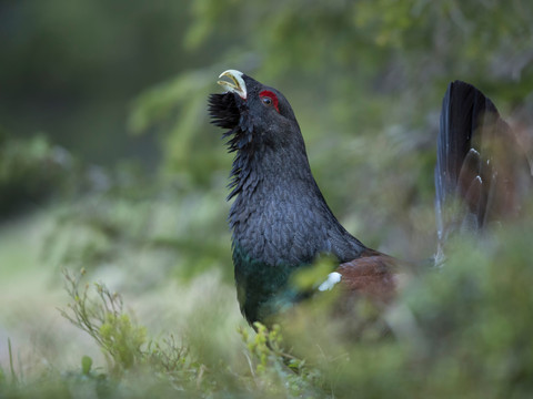Le plus vieux grand tétras connu au monde est schwytzois