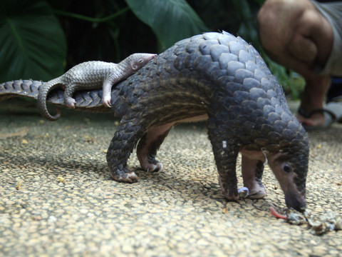 Le pangolin, possible chaînon manquant dans l'épidémie