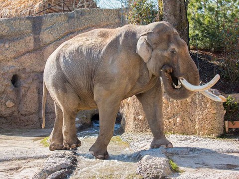 Mort de l'éléphant Maxi au zoo de Zurich