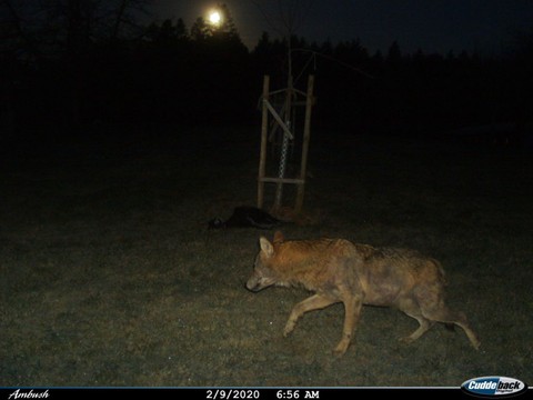 Un loup tue plusieurs moutons à Zuckenriet (SG)
