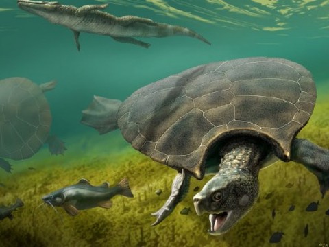 Une tortue fossile de trois mètres avec des cornes sur la carapace