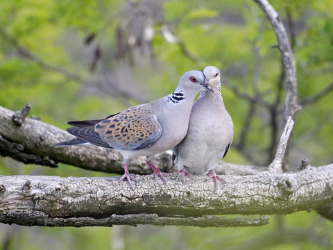 Protéger les tourterelles de bois à l'occasion de la St-Valentin