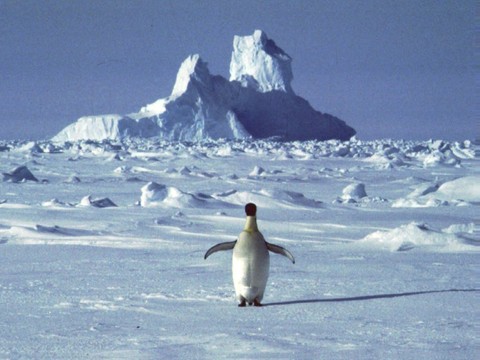 L'Antarctique a enregistré une température record de plus de 20°C