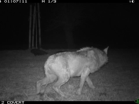 Loup malade abattu en Thurgovie: il 