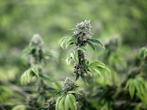 Pas d'impôt sur le tabac pour les fleurs de cannabis