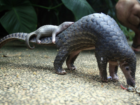 Centaines de milliers de pangolins, qui pourraient être à l'origine du coronavirus, vendus illégalement en Asie