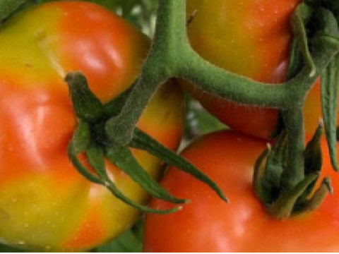Le virus de la tomate aux portes de la Suisse