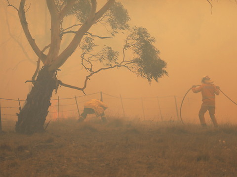 Les incendies en Australie ont détruit 20% des forêts